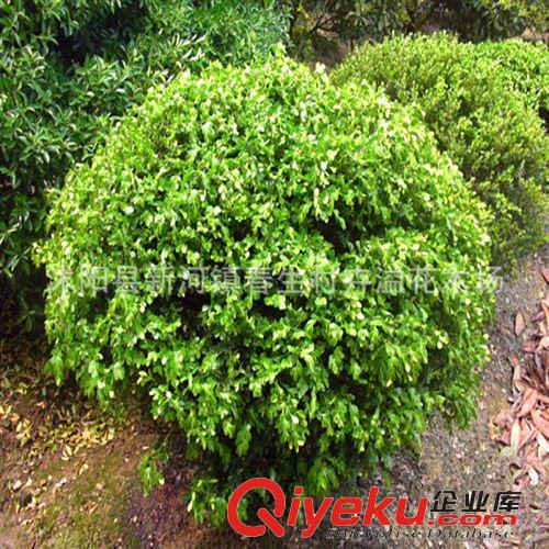 長期供應(yīng) 貼梗海棠灌木 綠化紅花海棠灌木 誠信出售