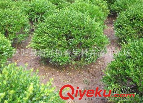 廠家批發 黃楊球綠化喬木 耐寒風景喬木 常年供應原始圖片3