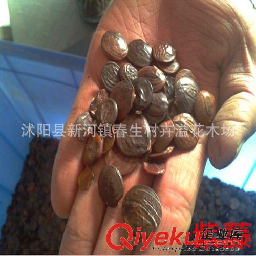 批量供應 紫藤鮮花種子 花卉盆栽種子 保質保量原始圖片2
