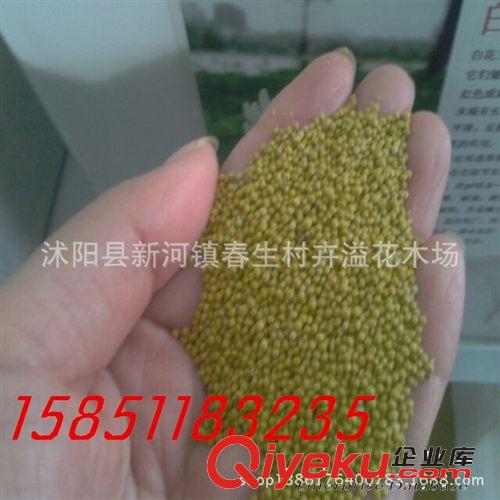 廠家供應(yīng) 常綠冬青苗灌木 園林綠化灌木植物