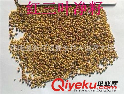 廠家批發 三葉草草坪種子 歡迎購買原始圖片2