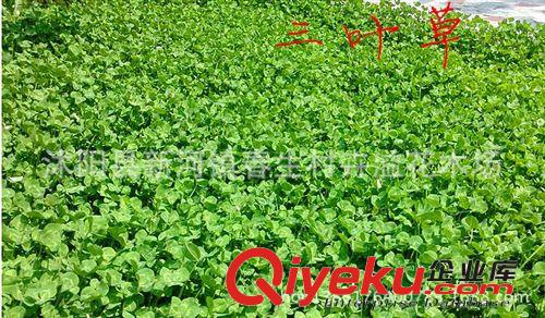 廠家批發 三葉草草坪種子 歡迎購買原始圖片3