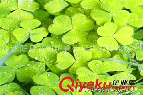 供應 陽臺庭院花卉種子 四葉草三葉草種子 好種易活原始圖片2