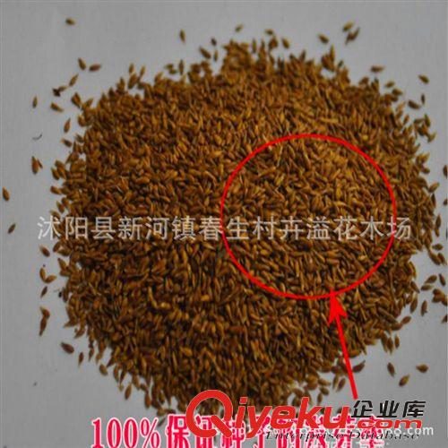 供應 陽臺庭院花卉種子 四葉草三葉草種子 好種易活