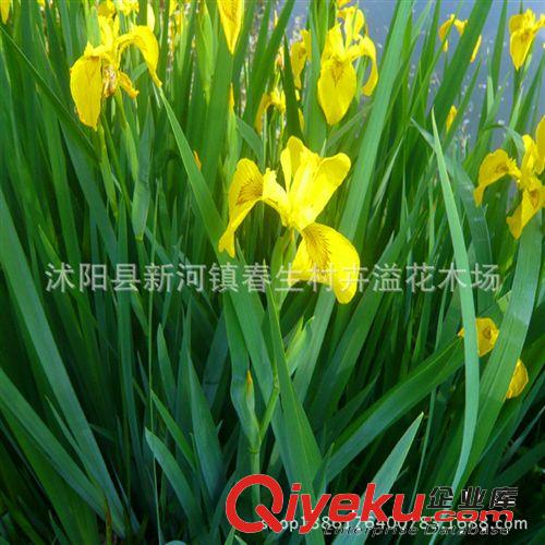 沭陽卉溢批發園林綠化苗木 鳶尾 白蠟樹苗 合歡苗  雪松苗