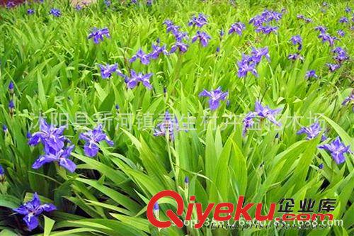 沭陽卉溢批發園林綠化苗木 鳶尾 白蠟樹苗 合歡苗  雪松苗原始圖片2