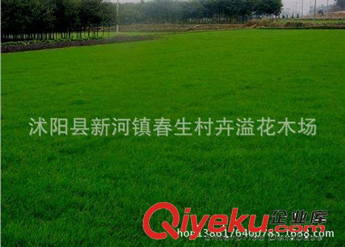 供應進口花種 草籽綠化 美國四季青草坪種 花卉種子原始圖片3