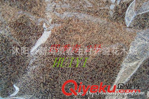 批發(fā)供應(yīng)四季長青草坪種子 庭院專用草籽 馬尼拉種子 金錢草種子