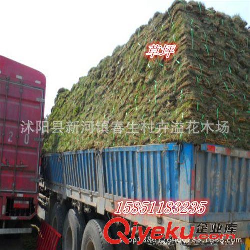 美國四季青草坪種子草籽 耐踐踏 四季常青原始圖片3
