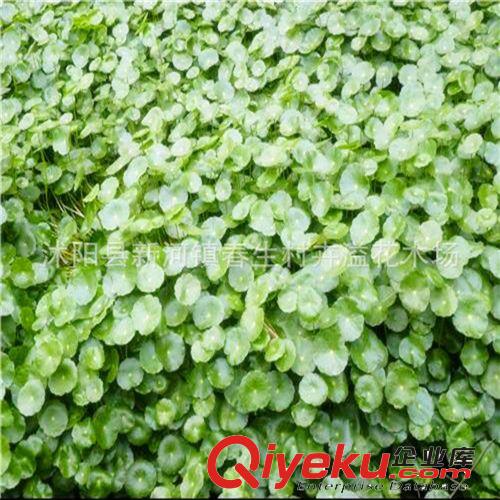 批量供應 銅錢草水生植物 辦公室新興健康植物原始圖片2