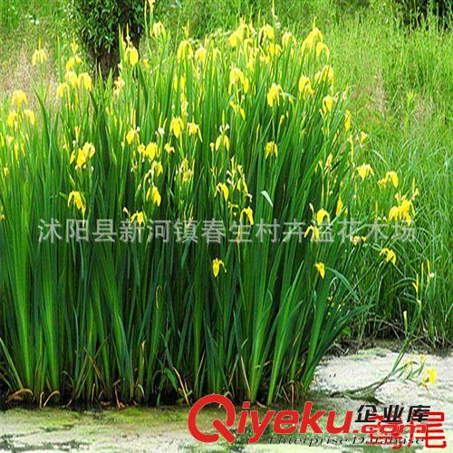 批量供應 水生植物種植鳶尾花 花卉水生植物原始圖片3