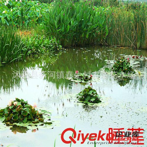 長期供應 綠化工程睡蓮 多種規格水培睡蓮出售原始圖片3