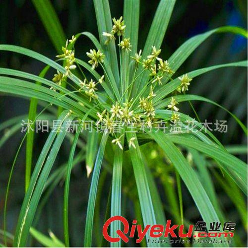 小額批發(fā) 水竹可盆栽水生植物 多種水生植物原始圖片2
