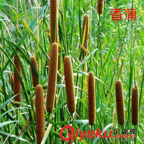 小額批發(fā) 水竹可盆栽水生植物 多種水生植物