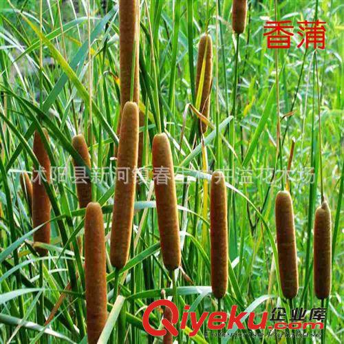 供應批發(fā) 香蒲綠化水生水培植物 凈化水生植物原始圖片3