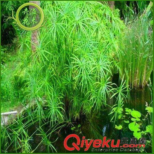 供應批發(fā) 香蒲綠化水生水培植物 凈化水生植物