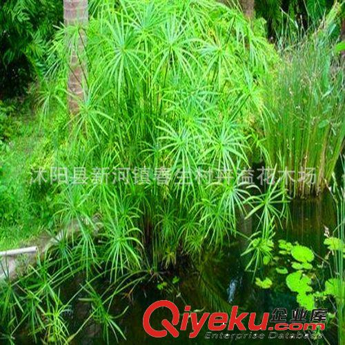 廠家批發 水生植物水竹 可室內培育水生植物原始圖片2