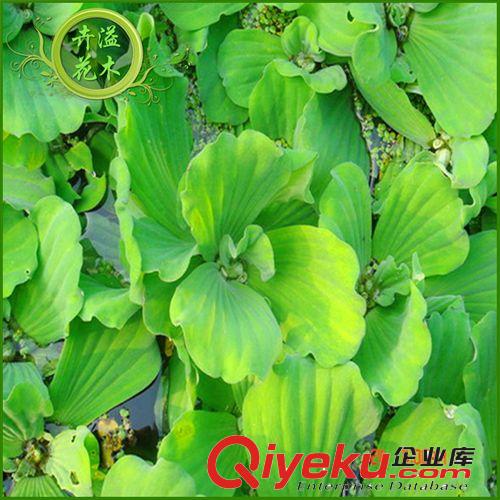長期批發 水生植物荷花 水生植物花卉 有種子可賣