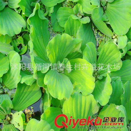 批發(fā)供應(yīng) 水生植物水芙蓉 清潔觀賞水生植物