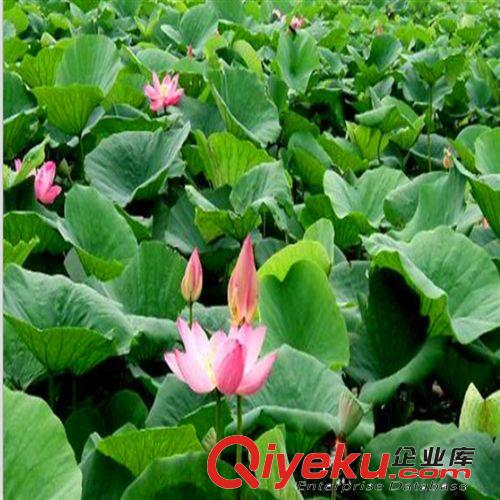 廠家出售 白色碗蓮水生植物 可玻璃瓶養殖水生植物