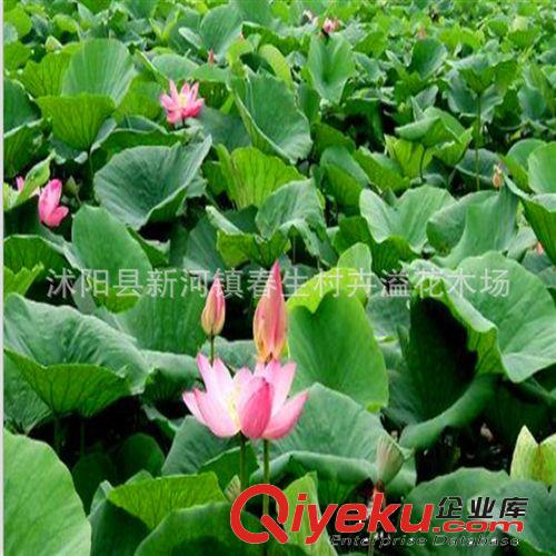 長期批發 水生植物荷花 水生植物花卉 有種子可賣原始圖片3
