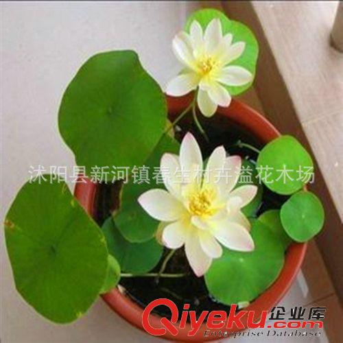 廠家出售 白色碗蓮水生植物 可玻璃瓶養殖水生植物原始圖片3
