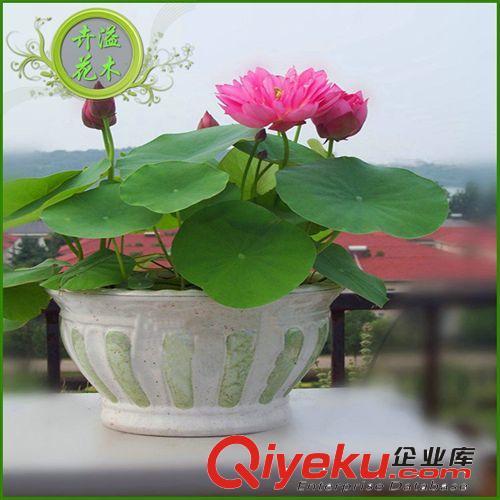 廠家出售 白色碗蓮水生植物 可玻璃瓶養殖水生植物