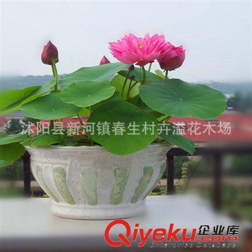 專業(yè)銷售 水培植物碗蓮 室內(nèi)水生盆栽植物 促銷原始圖片3