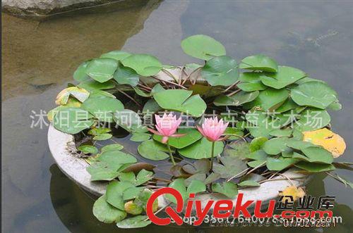 夏季直銷睡蓮種苗 觀賞花卉 水生植物 睡蓮根塊 顏色品種齊全