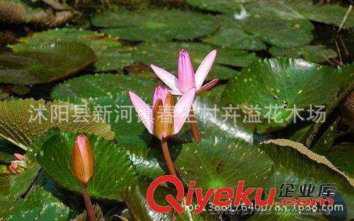 夏季直銷睡蓮種苗 觀賞花卉 水生植物 睡蓮根塊 顏色品種齊全