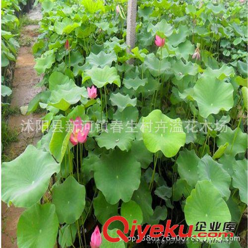 夏季直銷睡蓮種苗 觀賞花卉 水生植物 睡蓮根塊 顏色品種齊全