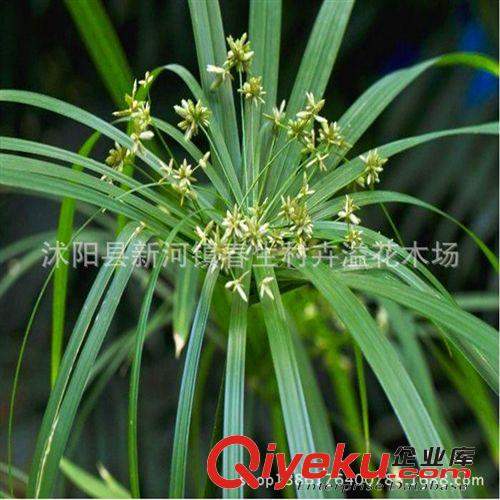 熱銷水生植物 旱傘草 水植可盆栽 水竹 綠化苗木