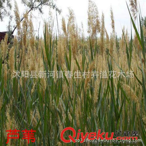 夏季直銷荷花種苗 水生花卉 荷花種藕 觀賞花卉 荷花種塊 植物