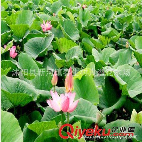夏季直銷荷花種苗 水生花卉 荷花種藕 觀賞花卉 荷花種塊 植物