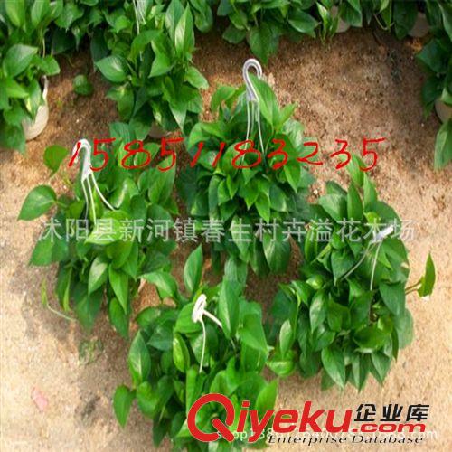 夏季直銷荷花種苗 水生花卉 荷花種藕 觀賞花卉 荷花種塊 植物