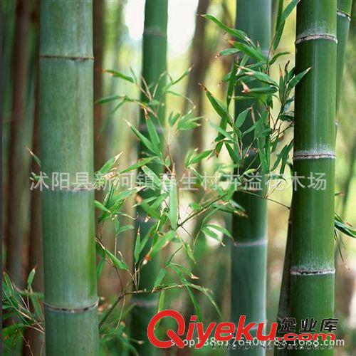 批發(fā)紫竹苗 自產(chǎn)自銷 庭院綠化 工程綠化苗 彩色風(fēng)景竹子庭院綠化