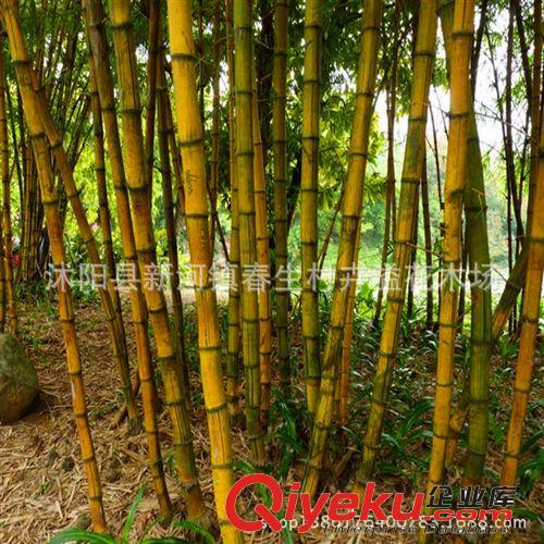 批發(fā)竹子苗木 四季常青灌木 綠化苗木 竹苗 竹類植物原始圖片3
