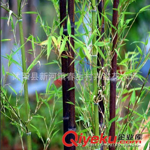供應(yīng)慈竹苗 綠化苗木 基地苗圃直銷 竹類植物 竹子小苗