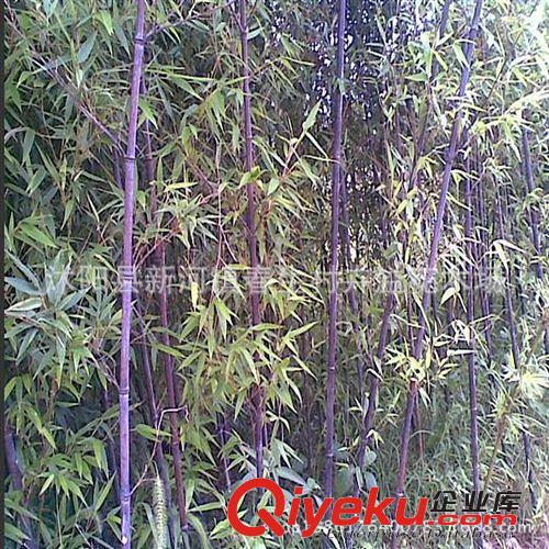批發(fā)紫竹苗 自產(chǎn)自銷 庭院綠化 工程綠化苗 彩色風(fēng)景竹子庭院綠化原始圖片2