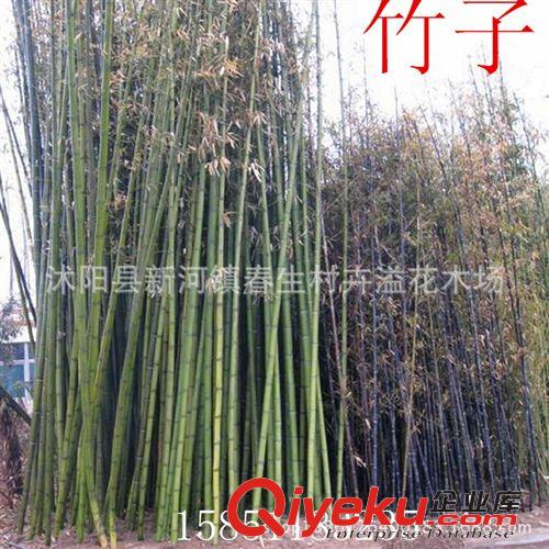 供應(yīng)慈竹苗 綠化苗木 基地苗圃直銷 竹類植物 竹子小苗
