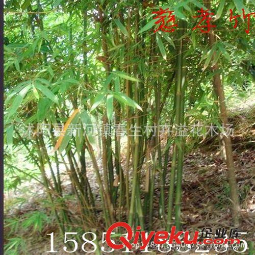 供應(yīng)慈竹苗 綠化苗木 基地苗圃直銷 竹類植物 竹子小苗原始圖片2