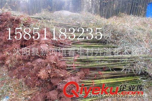 供應(yīng)慈竹苗 綠化苗木 基地苗圃直銷 竹類植物 竹子小苗原始圖片3