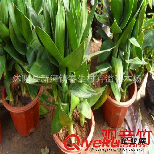 供應(yīng)慈竹苗 綠化苗木 基地苗圃直銷 竹類植物 竹子小苗