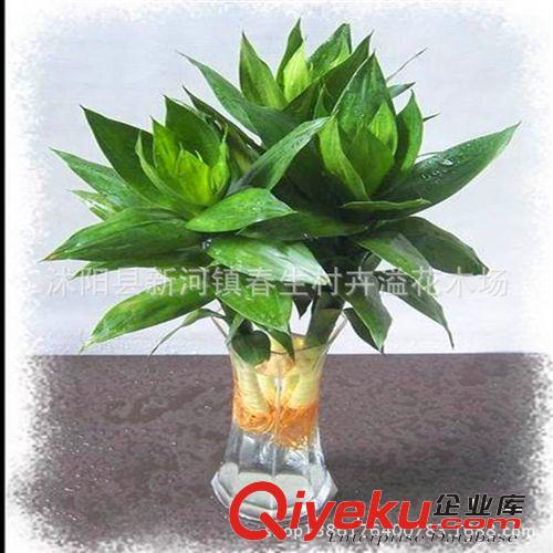 直銷花卉盆栽 優(yōu)質(zhì)小型觀音竹 觀葉植物 量大從優(yōu)原始圖片2