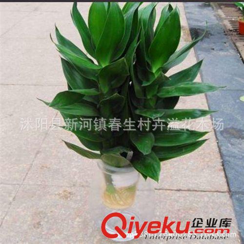 直銷花卉盆栽 優(yōu)質(zhì)小型觀音竹 觀葉植物 量大從優(yōu)原始圖片3