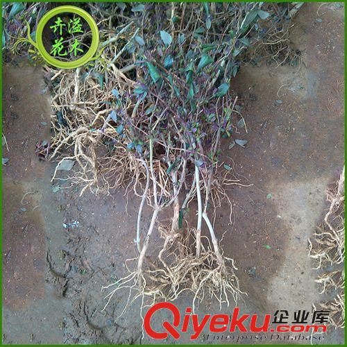 直銷花卉盆栽 優(yōu)質(zhì)小型觀音竹 觀葉植物 量大從優(yōu)