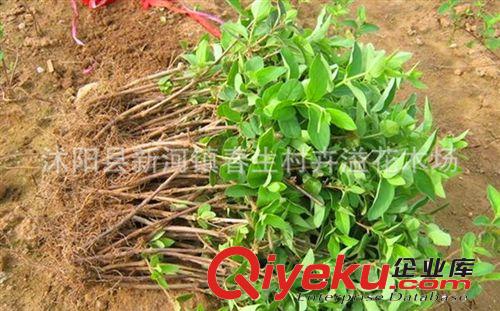 專業(yè)生產(chǎn) 優(yōu)良品種金銀花灌木 四季金銀花苗木灌木原始圖片3