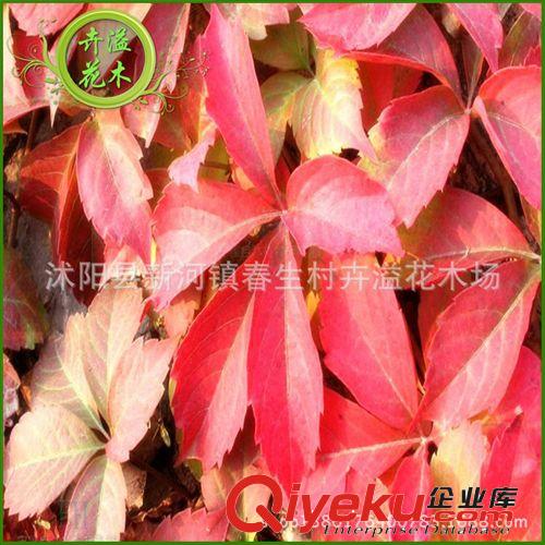 供應綠化苗木 爬山虎苗 爬藤植物 藤蔓植物批發(fā)
