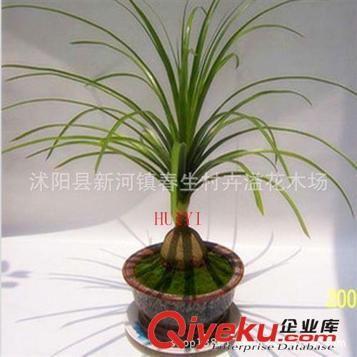 批發(fā) 觀葉植物酒瓶蘭盆景樹木 室內(nèi)小型盆栽原始圖片2