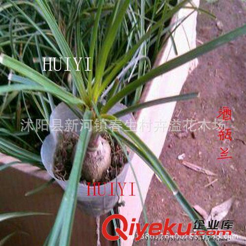 批發(fā) 觀葉植物酒瓶蘭盆景樹木 室內(nèi)小型盆栽原始圖片3